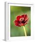 Cosmos atrosanguineus-Clive Nichols-Framed Photographic Print