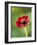 Cosmos atrosanguineus-Clive Nichols-Framed Photographic Print