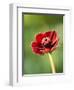 Cosmos atrosanguineus-Clive Nichols-Framed Photographic Print