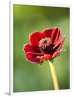 Cosmos atrosanguineus-Clive Nichols-Framed Photographic Print