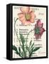 Cosmos Botany-Sue Schlabach-Framed Stretched Canvas