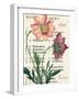 Cosmos Botany-Sue Schlabach-Framed Art Print