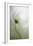 Cosmos Charisma-Mandy Disher-Framed Photographic Print