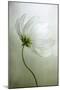 Cosmos Charisma-Mandy Disher-Mounted Photographic Print