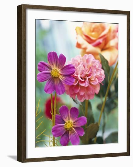 Cosmos, Dahlias and Roses (Fabric Flowers)-Roland Krieg-Framed Photographic Print