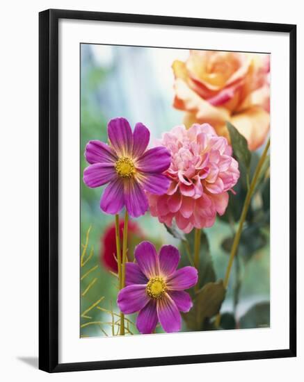 Cosmos, Dahlias and Roses (Fabric Flowers)-Roland Krieg-Framed Photographic Print