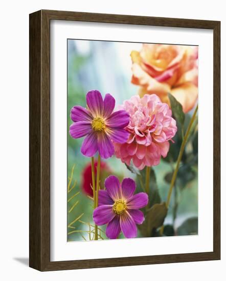 Cosmos, Dahlias and Roses (Fabric Flowers)-Roland Krieg-Framed Photographic Print