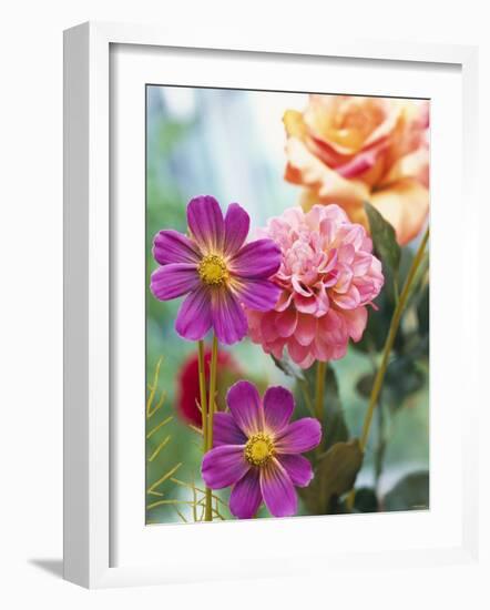 Cosmos, Dahlias and Roses (Fabric Flowers)-Roland Krieg-Framed Photographic Print