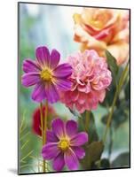 Cosmos, Dahlias and Roses (Fabric Flowers)-Roland Krieg-Mounted Photographic Print