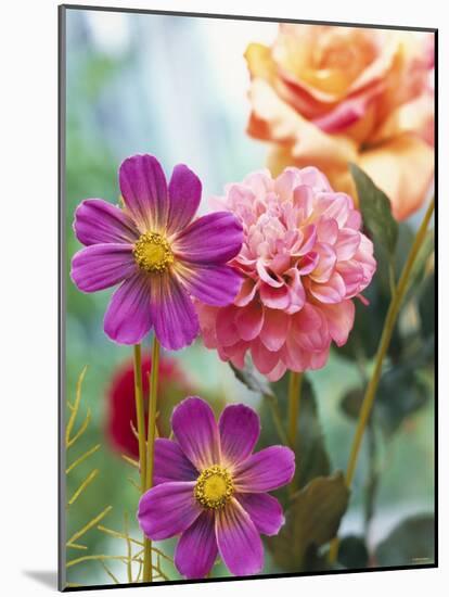 Cosmos, Dahlias and Roses (Fabric Flowers)-Roland Krieg-Mounted Photographic Print