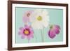 Cosmos Drift-Irene Suchocki-Framed Giclee Print