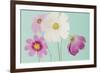 Cosmos Drift-Irene Suchocki-Framed Giclee Print