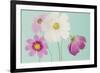 Cosmos Drift-Irene Suchocki-Framed Giclee Print