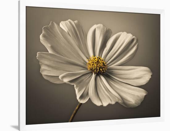 Cosmos Echo-Assaf Frank-Framed Giclee Print