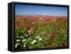 Cosmos field and Mt Jefferson, Madras, Jefferson County, Oregon, USA-null-Framed Stretched Canvas