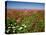 Cosmos field and Mt Jefferson, Madras, Jefferson County, Oregon, USA-null-Stretched Canvas