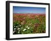 Cosmos field and Mt Jefferson, Madras, Jefferson County, Oregon, USA-null-Framed Photographic Print