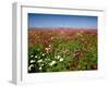 Cosmos field and Mt Jefferson, Madras, Jefferson County, Oregon, USA-null-Framed Photographic Print