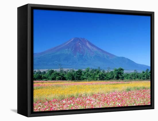 Cosmos Fields & Mt. Fuji, Oshino, Yamanashi, Japan-null-Framed Stretched Canvas