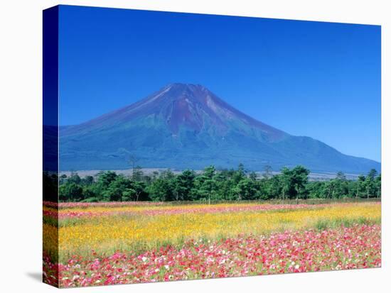 Cosmos Fields & Mt. Fuji, Oshino, Yamanashi, Japan-null-Stretched Canvas