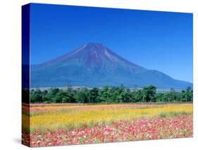 Cosmos Fields & Mt. Fuji, Oshino, Yamanashi, Japan-null-Stretched Canvas