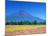 Cosmos Fields & Mt. Fuji, Oshino, Yamanashi, Japan-null-Mounted Photographic Print