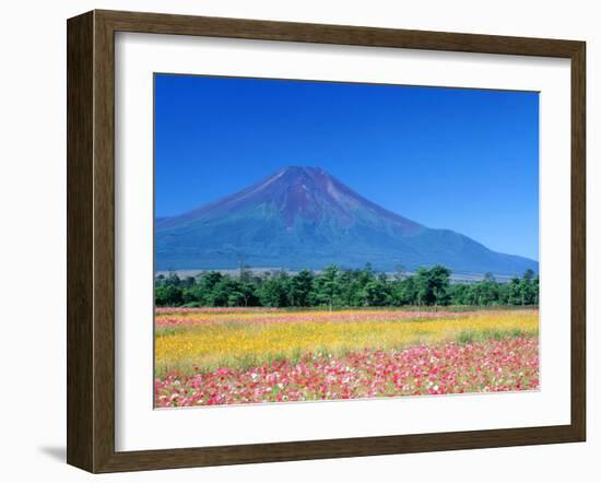 Cosmos Fields & Mt. Fuji, Oshino, Yamanashi, Japan-null-Framed Photographic Print