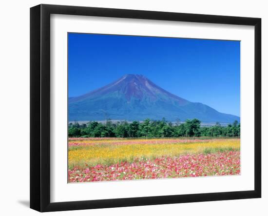 Cosmos Fields & Mt. Fuji, Oshino, Yamanashi, Japan-null-Framed Photographic Print