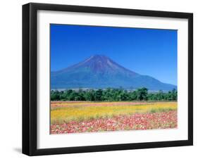 Cosmos Fields & Mt. Fuji, Oshino, Yamanashi, Japan-null-Framed Photographic Print