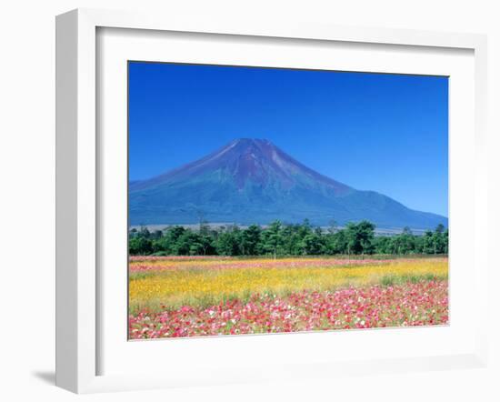 Cosmos Fields & Mt. Fuji, Oshino, Yamanashi, Japan-null-Framed Photographic Print