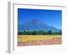 Cosmos Fields & Mt. Fuji, Oshino, Yamanashi, Japan-null-Framed Photographic Print