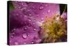 Cosmos Flower with Dew Drops, Rain Drops-Gordon Semmens-Stretched Canvas