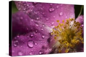 Cosmos Flower with Dew Drops, Rain Drops-Gordon Semmens-Stretched Canvas