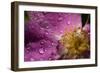 Cosmos Flower with Dew Drops, Rain Drops-Gordon Semmens-Framed Photographic Print