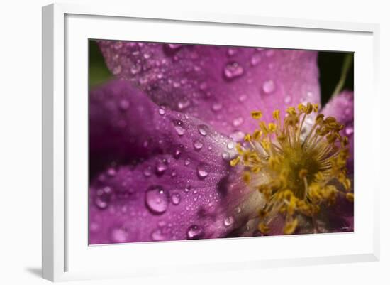 Cosmos Flower with Dew Drops, Rain Drops-Gordon Semmens-Framed Photographic Print