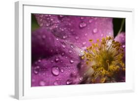 Cosmos Flower with Dew Drops, Rain Drops-Gordon Semmens-Framed Photographic Print