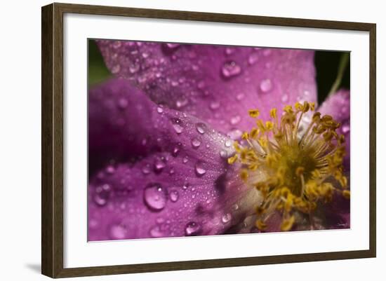 Cosmos Flower with Dew Drops, Rain Drops-Gordon Semmens-Framed Photographic Print