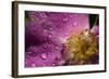 Cosmos Flower with Dew Drops, Rain Drops-Gordon Semmens-Framed Photographic Print