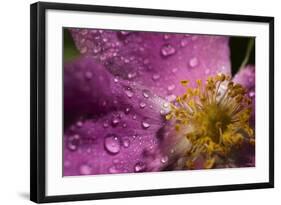 Cosmos Flower with Dew Drops, Rain Drops-Gordon Semmens-Framed Photographic Print