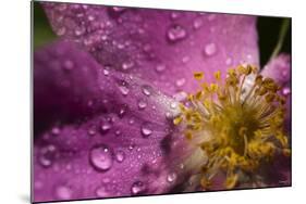 Cosmos Flower with Dew Drops, Rain Drops-Gordon Semmens-Mounted Photographic Print