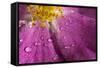 Cosmos Flower, with Raindrops, Dew Drops-Gordon Semmens-Framed Stretched Canvas