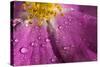 Cosmos Flower, with Raindrops, Dew Drops-Gordon Semmens-Stretched Canvas
