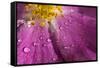 Cosmos Flower, with Raindrops, Dew Drops-Gordon Semmens-Framed Stretched Canvas