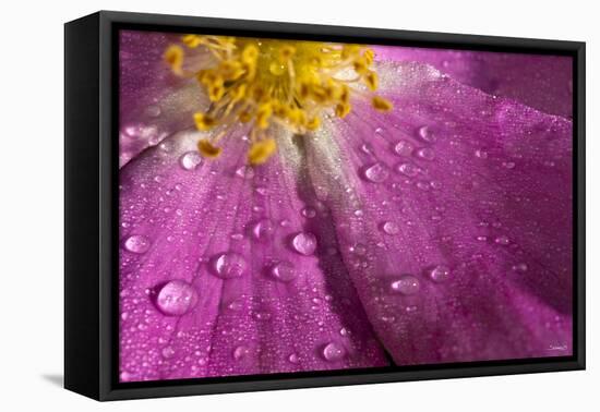 Cosmos Flower, with Raindrops, Dew Drops-Gordon Semmens-Framed Stretched Canvas