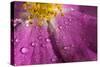 Cosmos Flower, with Raindrops, Dew Drops-Gordon Semmens-Stretched Canvas