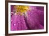 Cosmos Flower, with Raindrops, Dew Drops-Gordon Semmens-Framed Photographic Print