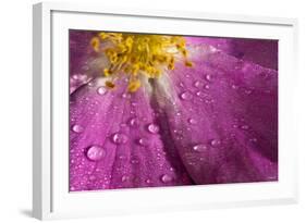 Cosmos Flower, with Raindrops, Dew Drops-Gordon Semmens-Framed Photographic Print