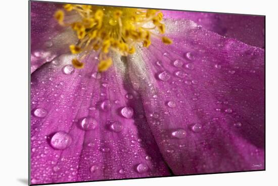 Cosmos Flower, with Raindrops, Dew Drops-Gordon Semmens-Mounted Photographic Print