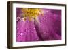 Cosmos Flower, with Raindrops, Dew Drops-Gordon Semmens-Framed Photographic Print