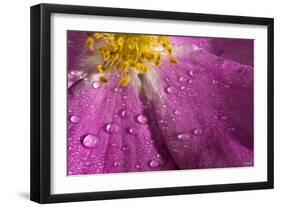 Cosmos Flower, with Raindrops, Dew Drops-Gordon Semmens-Framed Photographic Print